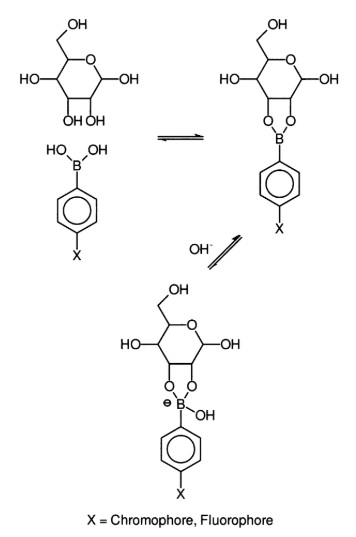 Reaction of Phenylboronic acid with a sugar