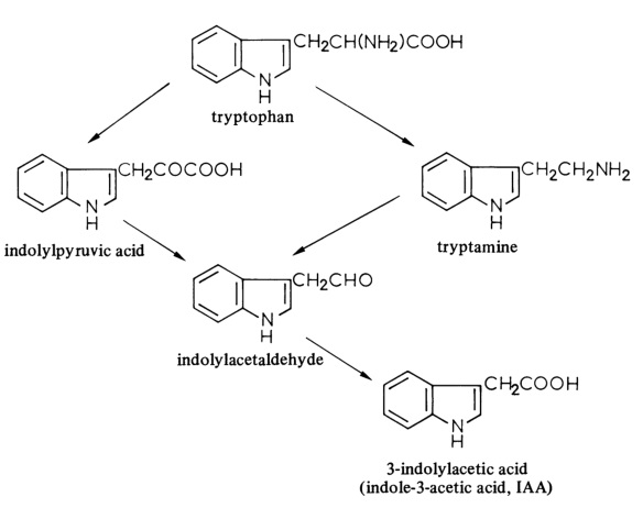 The biosynthesis of 3-indolylacetic acid